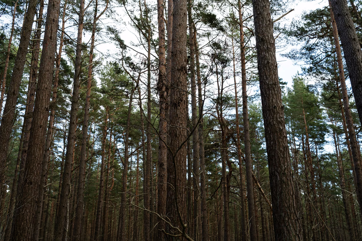 A forest