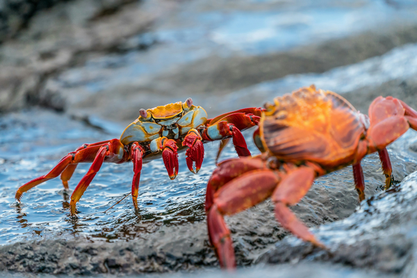 One of the highlights of a trip to the Galapagos Islands is to see these brightly coloured Sally Lightfoot crabs … apparently named after a Caribbean dancer. They can jump from rock to rock as well which is interesting to watch … but these two were motion