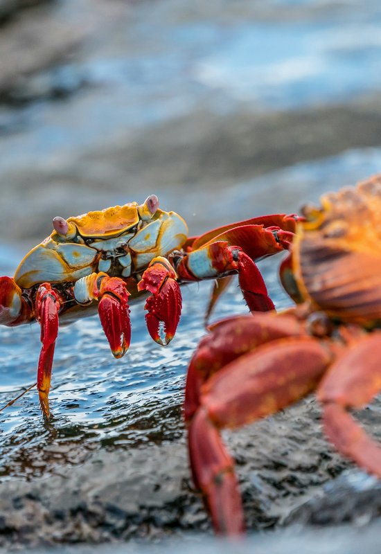 One of the highlights of a trip to the Galapagos Islands is to see these brightly coloured Sally Lightfoot crabs … apparently named after a Caribbean dancer. They can jump from rock to rock as well which is interesting to watch … but these two were motion