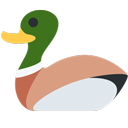 teal-duck